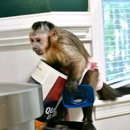 Markey Capuchin monkey