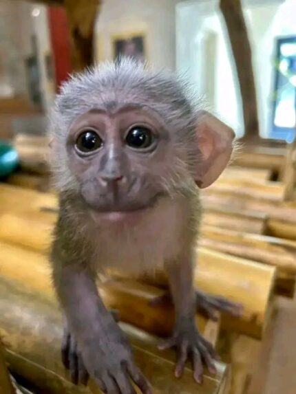 Jeice capuchin monkey